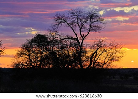 Tree Silhouette at sunset in the Kalahari