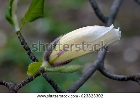 White magnolia blossoms