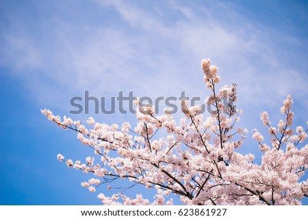 Sakura season or Hanami. Abstract Sakura Background. Cherry Blossom is known as Sakura in Japanese.