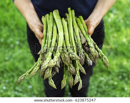 Asparagus. Fresh Asparagus. Green Asparagus. Asparagus in hands of a farmer Royalty-Free Stock Photo #623875247