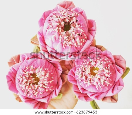 Pink lotuses with fold petals for making merit to images of Buddha