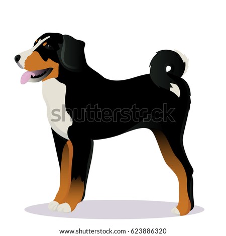 Appenzeller sennenhund dog vector illustration