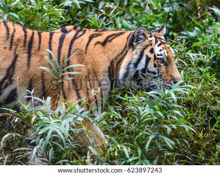 Wild Bengal Tiger (Panthera Tigris Tigris) ,Ranthambore national park, India
