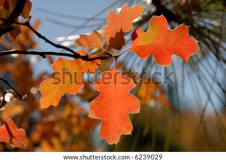 Autumn Red Oak Leaves and Ponderosa Pine Needles, Sierra Nevada