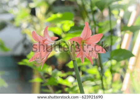 Hippeast Flower