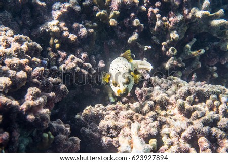 Dogface puffer (Arothron nigropunctatus) swimming around the reef Royalty-Free Stock Photo #623927894