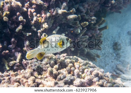 Dogface puffer (Arothron nigropunctatus) swimming around the reef Royalty-Free Stock Photo #623927906