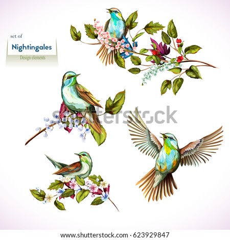 Nightingale on branches with leaves. Set of four birds. Hand drawn, watercolor. All objects are separated and easy to move. Vector - stock