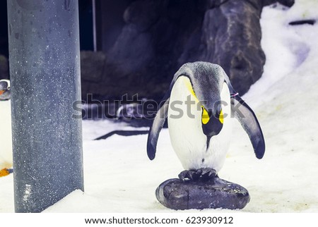 Penguin standing and scratching 