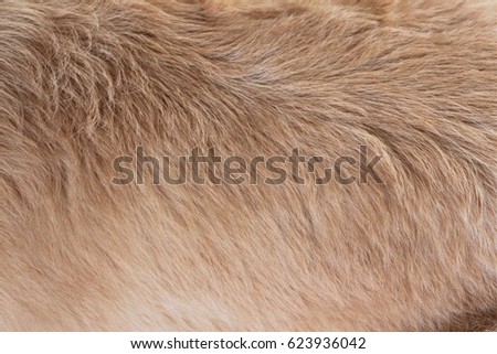 Close up dog hairs at the back. Texture of olden retriever hair.