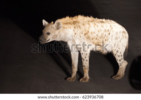 Hyena in the dark, National Park in South Africa 