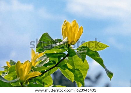 yellow magnolia flower closeup on a branch against the sky