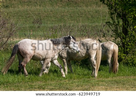 cavalli al pascolo animali tipici comacchio parco regionale delta del po emilia romagna italia 
