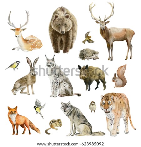 Clipboard set of watercolor hand drawn group of animal cliparts - birds, predators and preys, grass-feeding and rodents