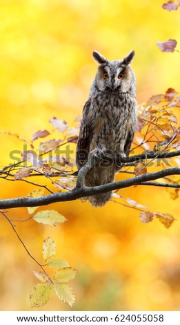 The Long-eared Owl sitting on a tree branch in autumn colours