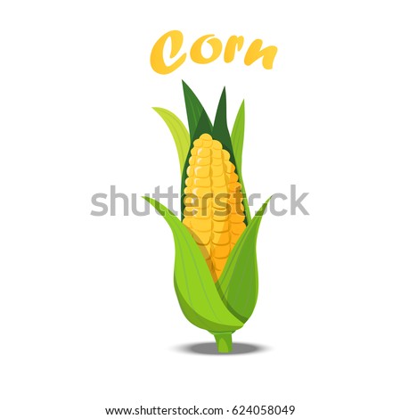 Very high quality original trendy vector illustration of sweet golden corn. Bunch of Corn. summer farm design elements Royalty-Free Stock Photo #624058049