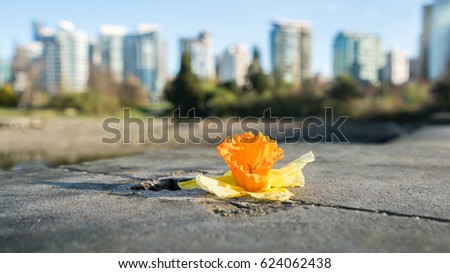 Yellow daffodil with Vancouver city Backgrounds,Canada