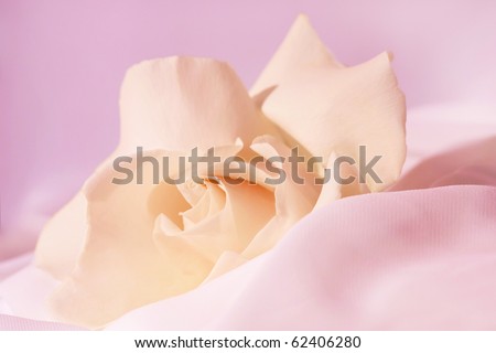 Gentle pink white rose on it is light a violet background on a white fabric at day lighting