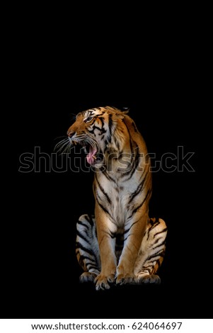 The tiger on black background.