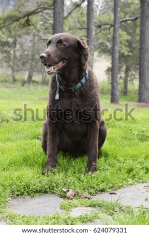 Beautiful labrador dog with a tired facial expression