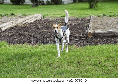 Fit dog runs through farm fields