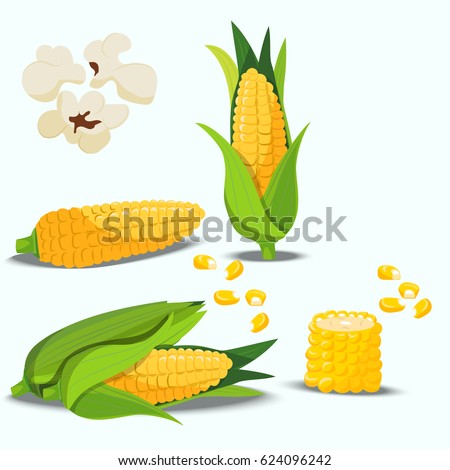 Very high quality original trendy vector set with sweet golden corn. Bunch of Corn. summer farm design elements Royalty-Free Stock Photo #624096242