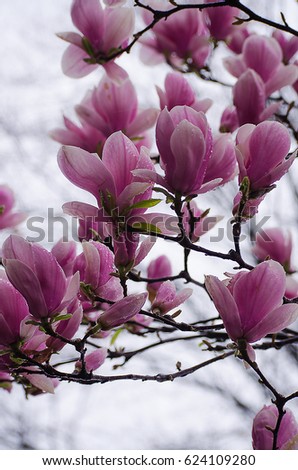 Large and delicate flowers magnolia bloom outdoors in spring