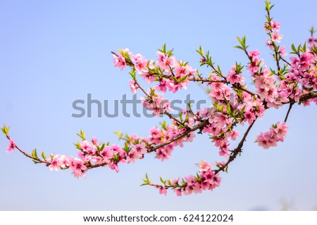 Sacra Pink cherry blossom flower close-up