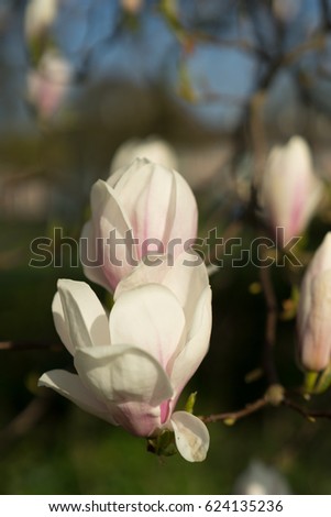 Beautiful Magnolia in full bloom during springtime on a sunny day