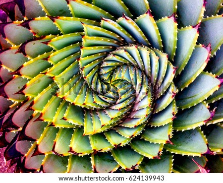 Spiral Aloe/Plant/Lesotho Royalty-Free Stock Photo #624139943