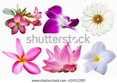 flower collection isolated on white background
