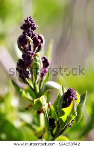 beautiful background of the flowers of lilac. Spring time.closeup. macro
