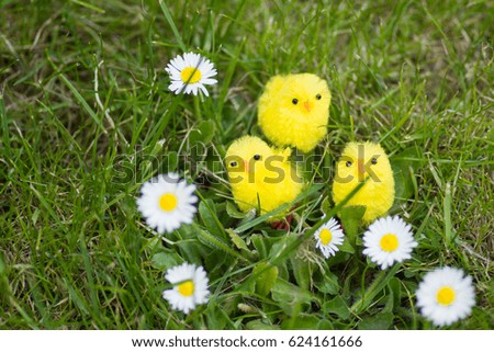 Easter chicks surrounded by daisy's
