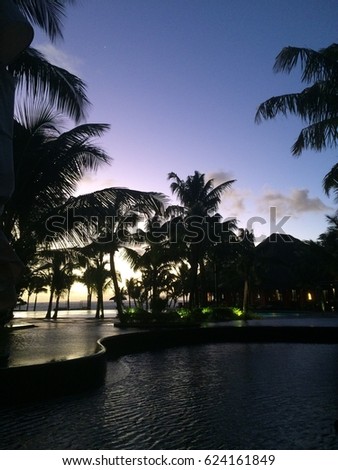 Night time Palms in Mauritius
