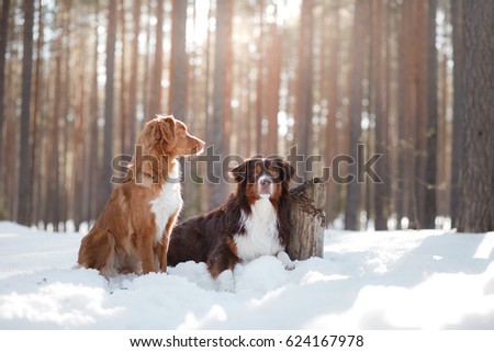 two dogs on the snow in winter outdoors Nova Scotia duck tolling Retriever and Australian shepherd in the forest