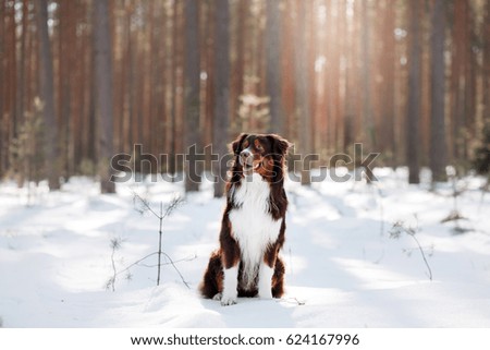 Dog Australian Shepherd sits on nature in the snow in winter