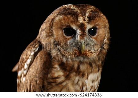 The tawny owl or brown owl (Strix aluco) is a stocky, medium-sized owl commonly found in woodlands across much of Eurasia.
