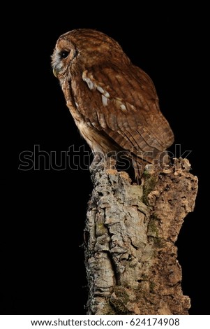 The tawny owl or brown owl (Strix aluco) is a stocky, medium-sized owl commonly found in woodlands across much of Eurasia.

