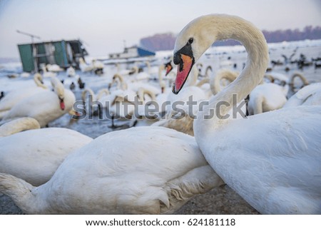 Swans in winter on a frozen lake in Belgrade, Serbia