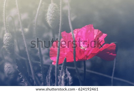 Pink flower of poppy in the field, toned.