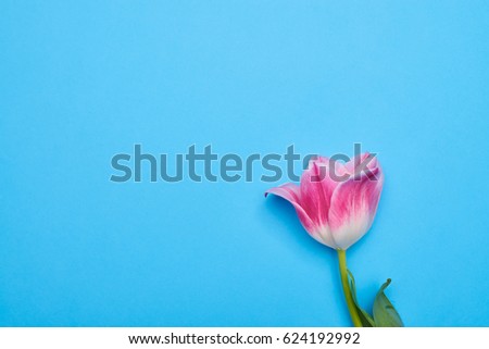 High angle of one separated tulip flower over blue flatlay