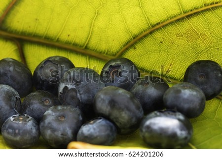  a close up of a group of a fresh blueberries on a green leaf.  light and shadow. foreground