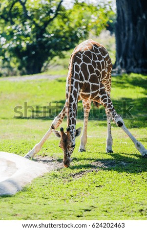 A young giraffe eating grass on the lawn.