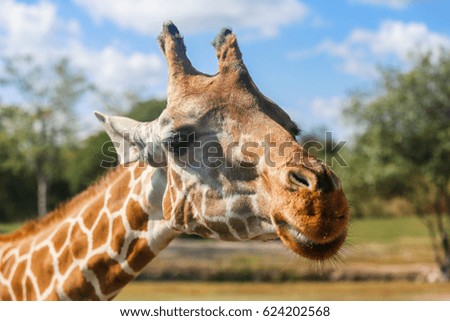 Portrait of a giraffe close-up, photographed in Florida