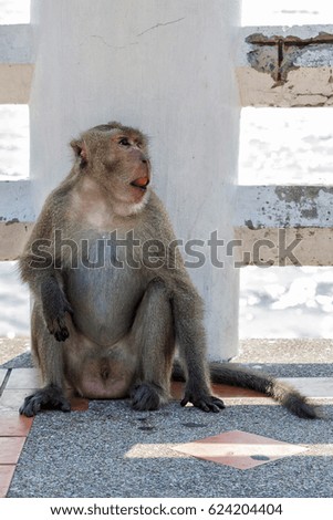 Monkey animal picture