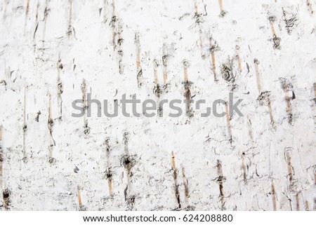 abstract picture bark of birch tree, closeup, natural old rustic, white, light birch wood texture pattern or wooden background for interior design with copy space for text or image, wood vintage. 