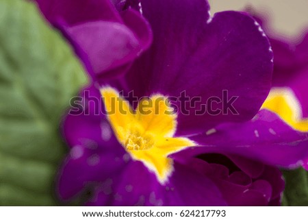 Nice close up of a purple pansies