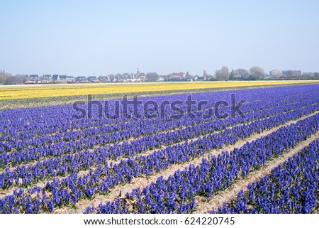 Flower field with blue hyacinths