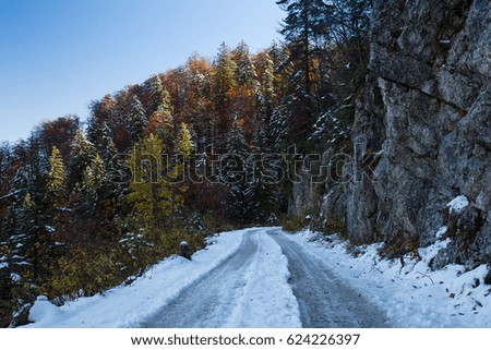 Dirt Road in Spruce Forest in autumn colors with Snow