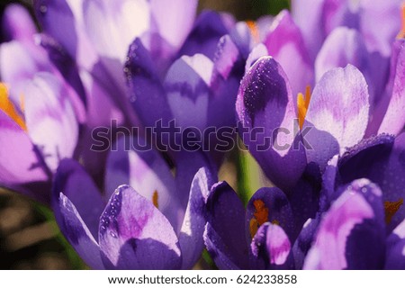 First spring flowers covered with dew. Purple crocuses growing in the mountains. Macro image with small depth of field.
